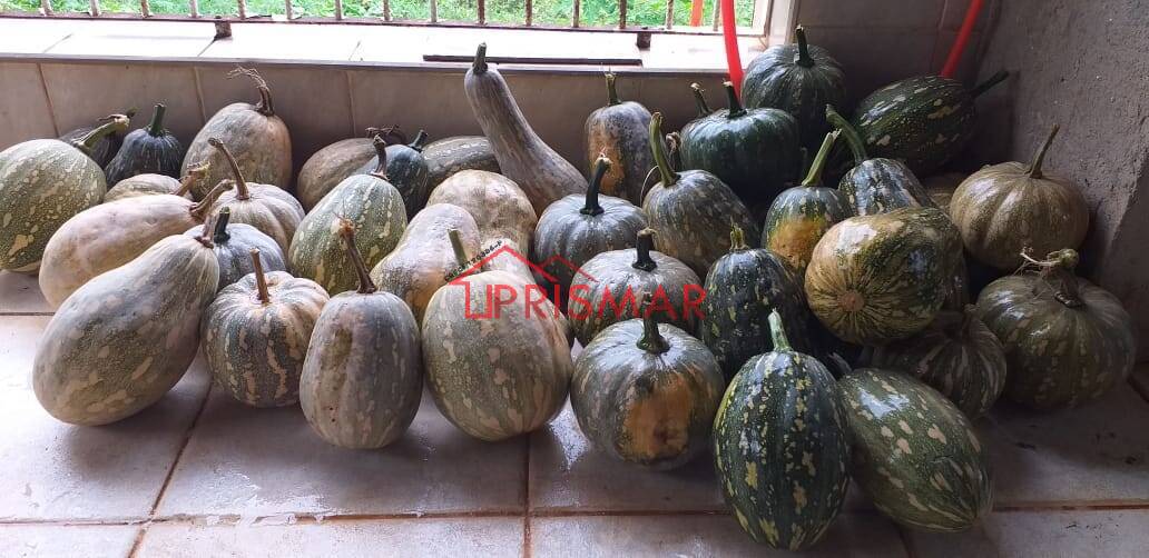 Terreno, 2540 m² - Foto 21