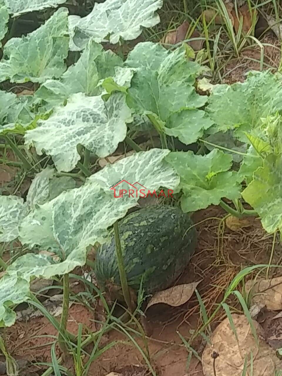 Terreno, 2540 m² - Foto 42