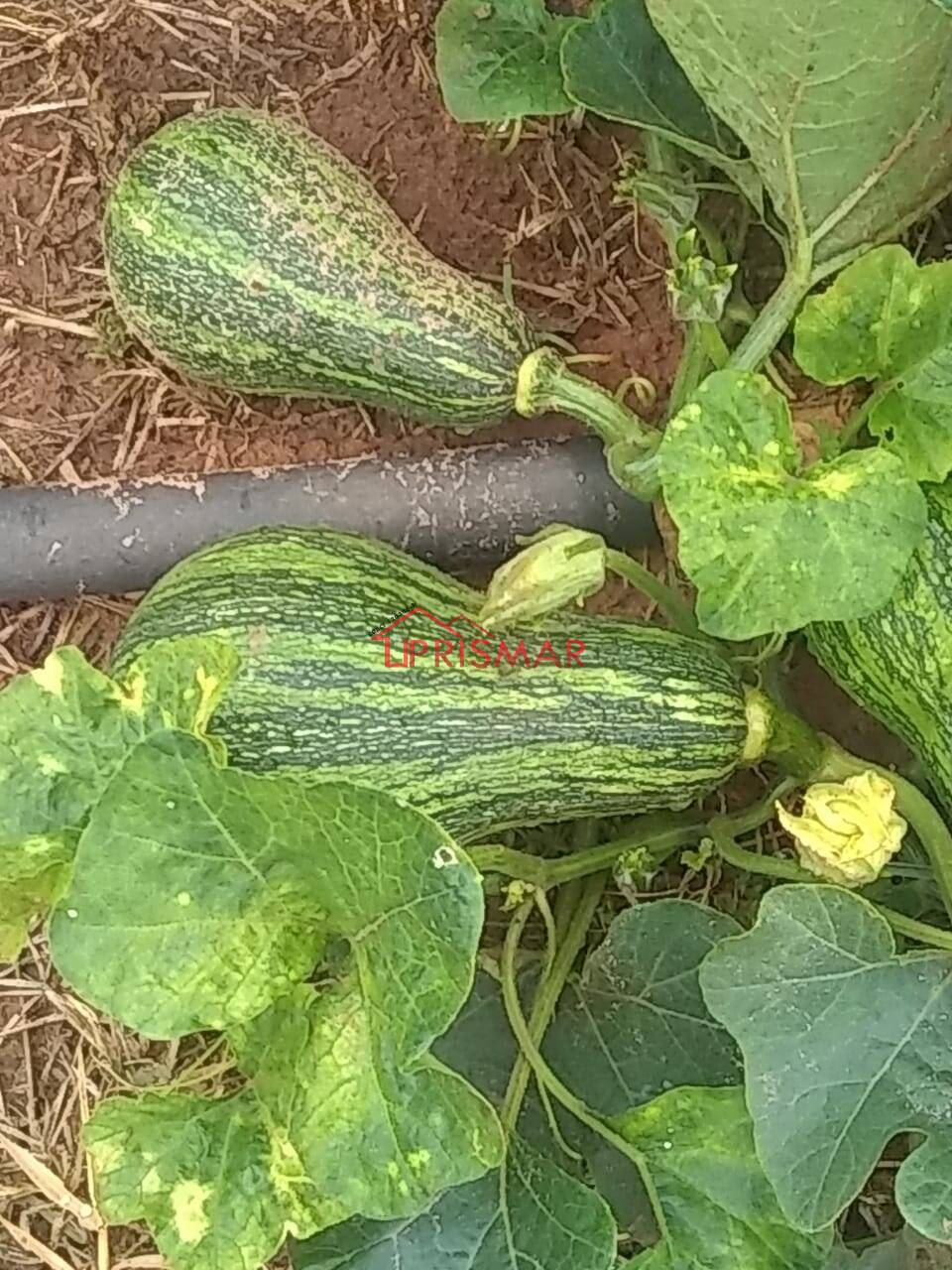 Terreno, 2540 m² - Foto 38