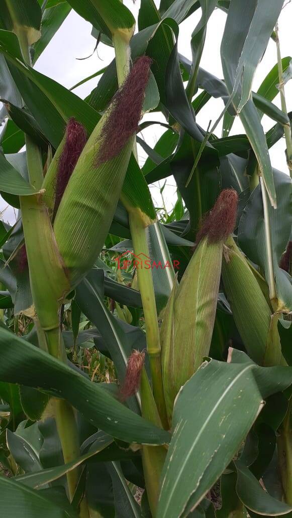 Terreno, 2540 m² - Foto 39