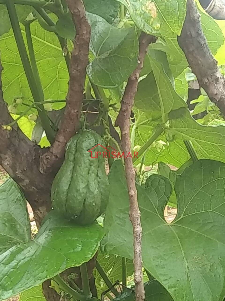 Terreno, 2540 m² - Foto 40