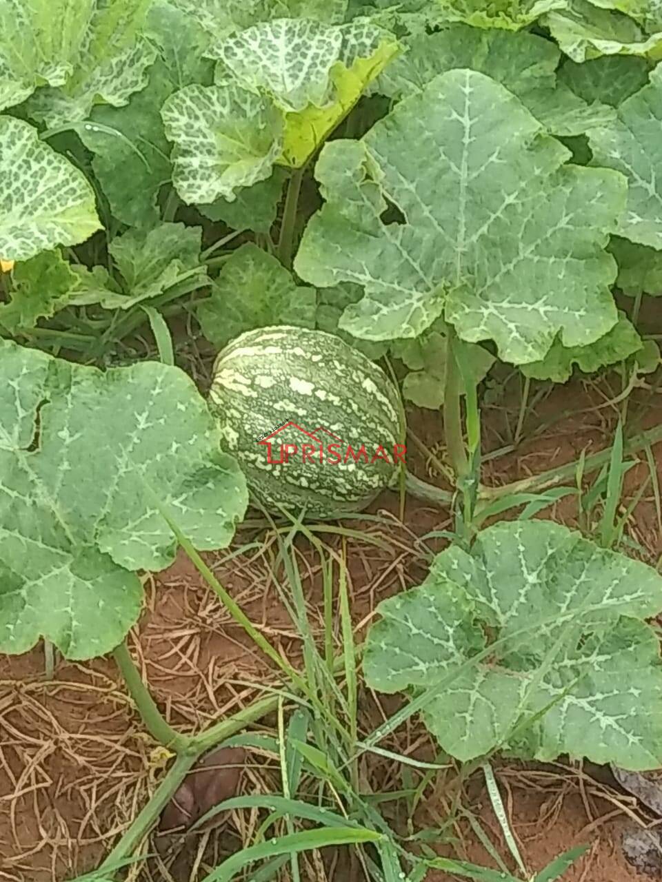 Terreno, 2540 m² - Foto 41