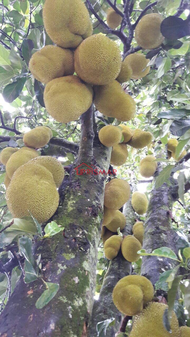 Terreno, 2540 m² - Foto 8